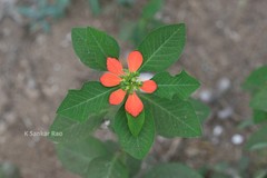 Euphorbia cyathophora